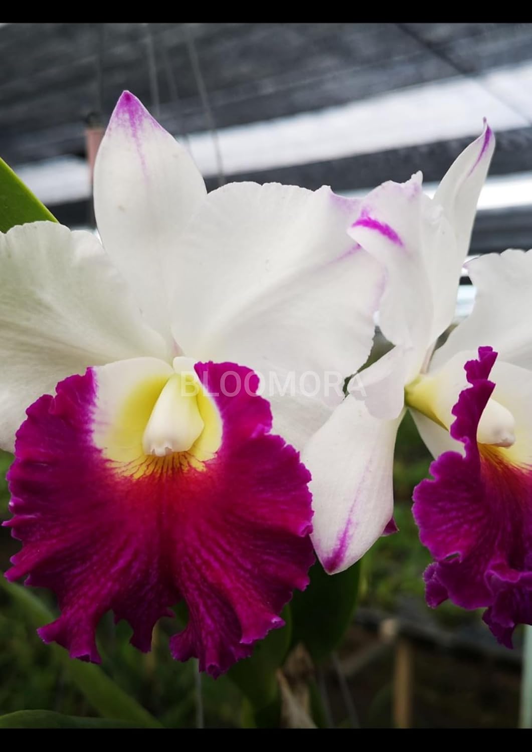 Seeds Ville White Pink Dendrobium Orchid Live Plant Pack of 1