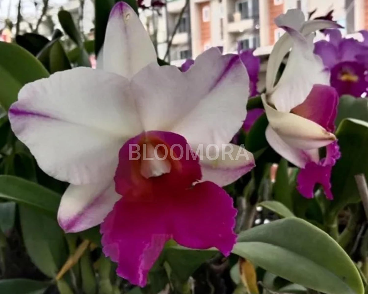 Seeds Ville White Pink Dendrobium Orchid Live Plant Pack of 1