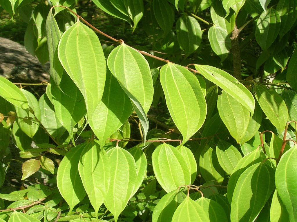 Live Tej Patta, Tamalpatra, Indian Bay Leaf Plant/size 18 to 24 Inches / 1 Healthy Spice Plant CF_22