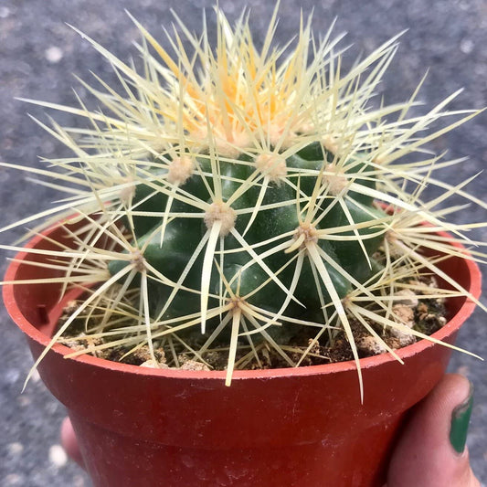 Indoor Cactus Succulent Seeds Pack - 35 Seeds Eco Pack (Barrel Cactus)