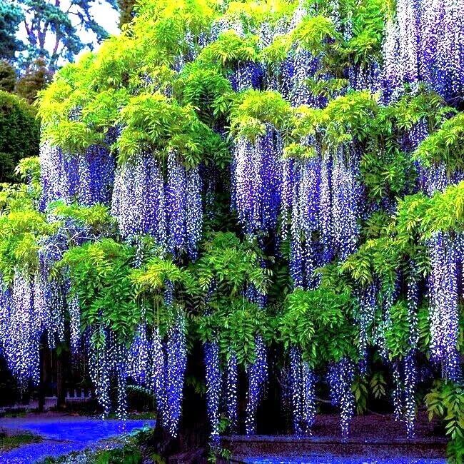Seeds Ville Purple Wisteria Live Plant Grafted Blooming Tree