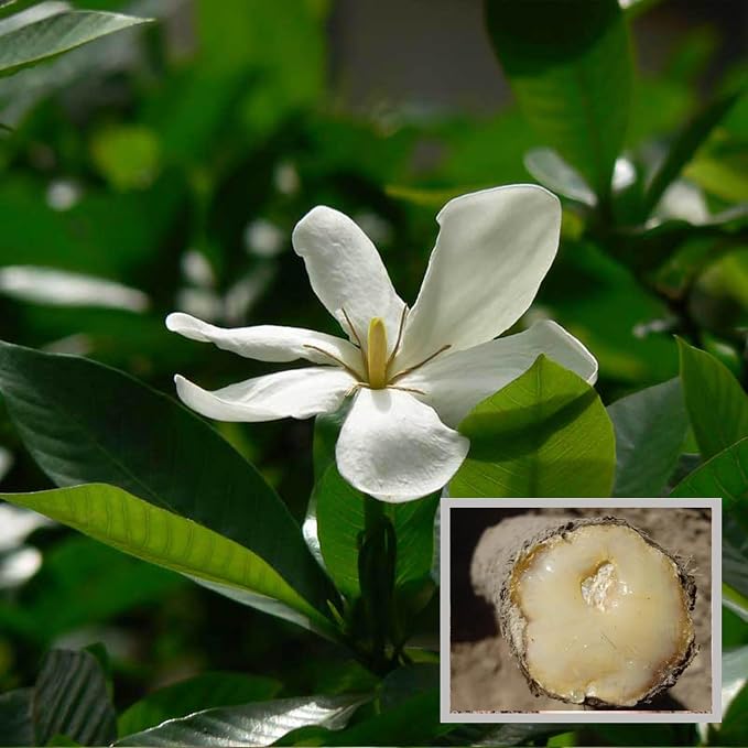 Seeds Ville Hing Spice Live Plant 45-90cm Tall Outdoor