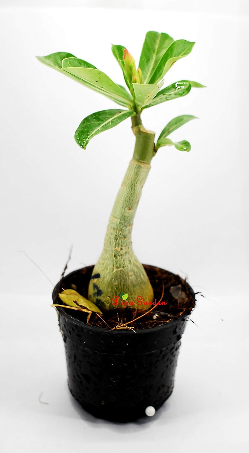 DIPA Rosy Adenium/Desert Rose Grafted1 Healthy Live Plant With Pot(SIAM BLUE SUCCESS)