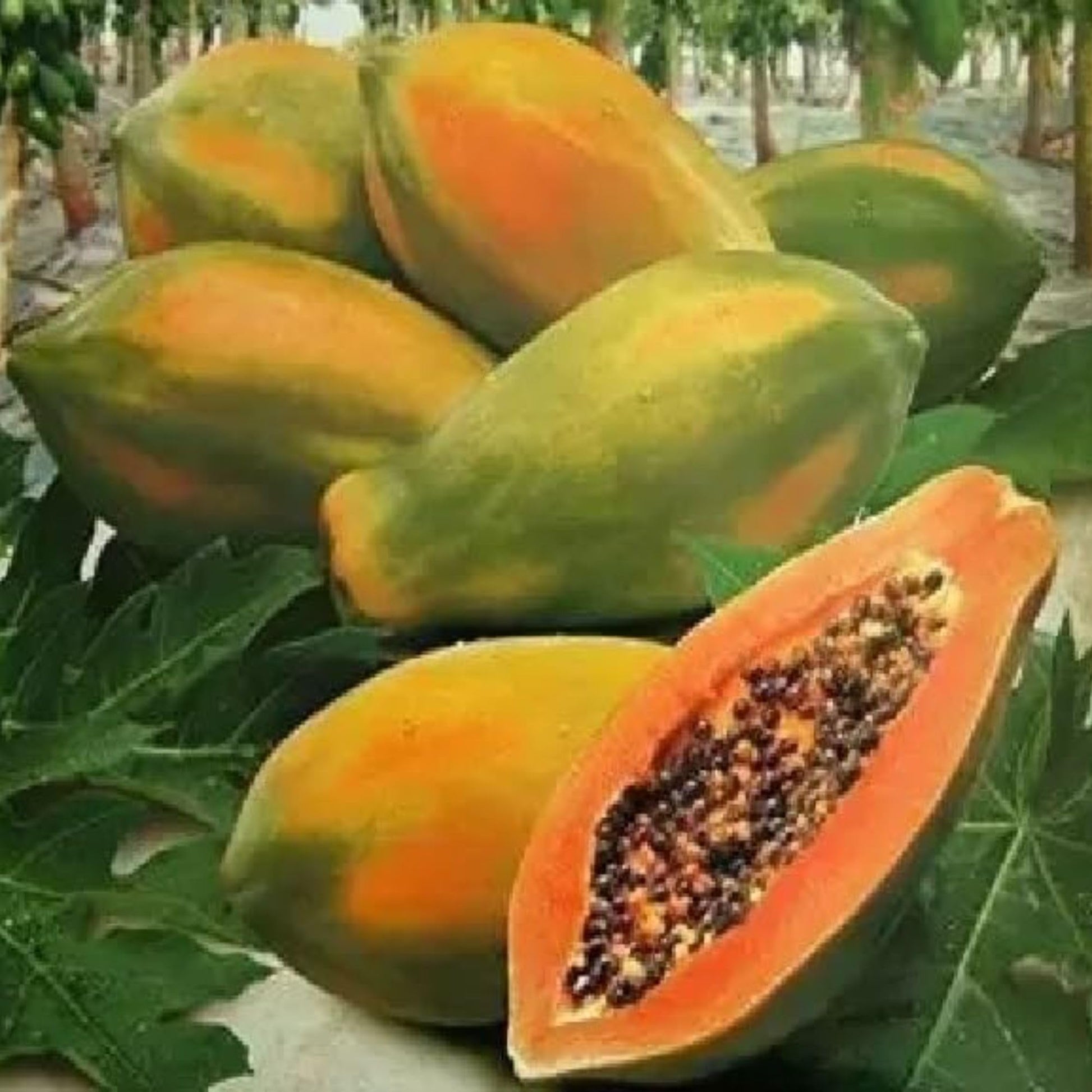 Live Papaya Plant – Sweet & Juicy Tropical Fruit Tree for Home Garden | Fast-Growing & High Yield (Mexican Papaya)