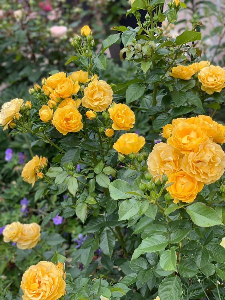 Imported Climbing Rose Flower seeds for Home and Kitchen Gardening Pack 80 to 100 seeds (MIXEDCOLOR SHADE-3)