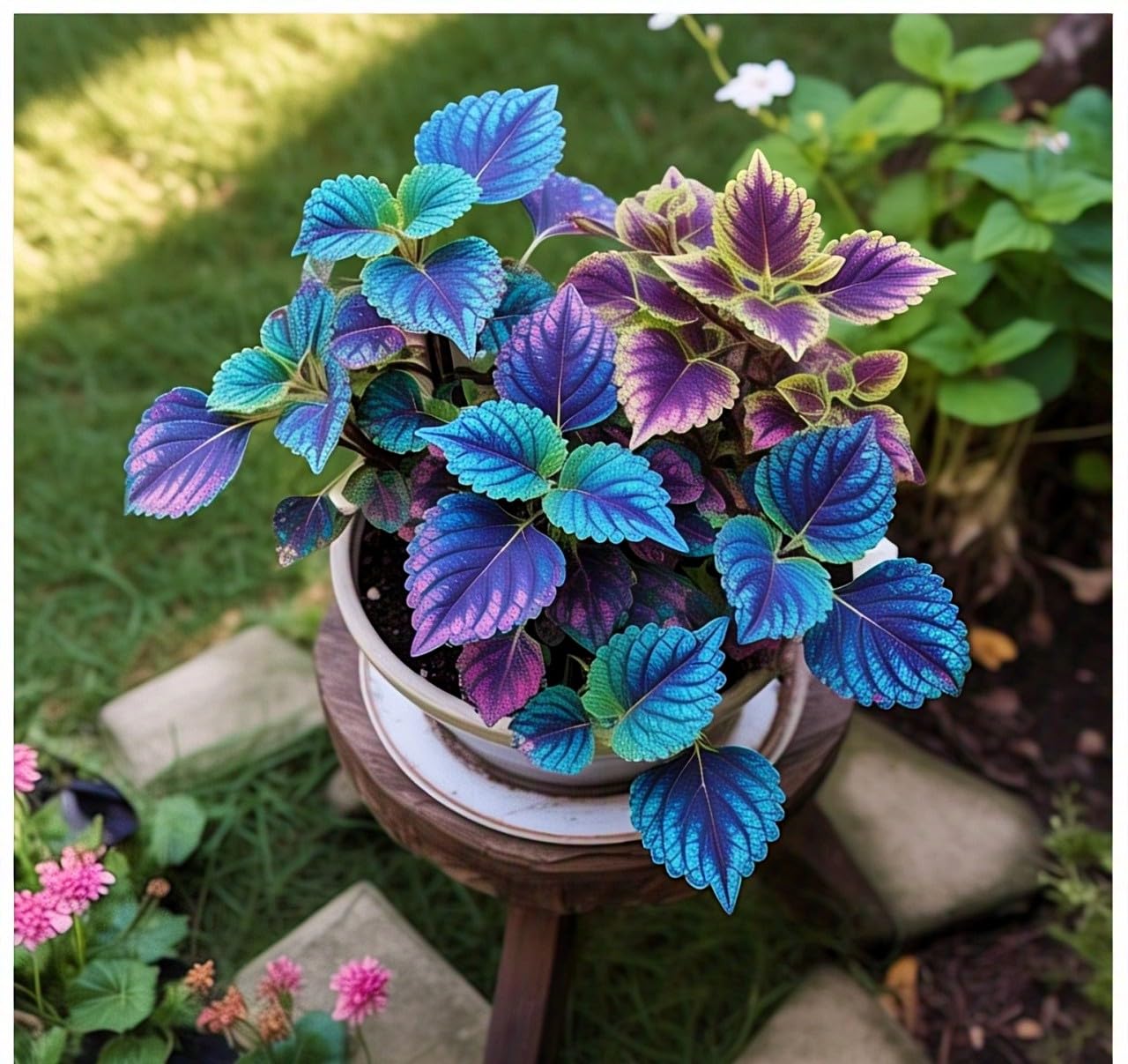 60+ Seeds- All Seasons Blue Mini Coleus Plant Seeds For Home Garden- Grow Indoor & Outdoor. - Seeds Ville