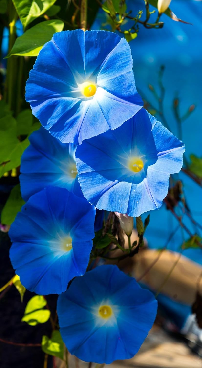 35+ SEEDS- Low maintenance Heavenly Blue Morning Glory Seeds- Grow & Bloom Year Round. - Seeds Ville