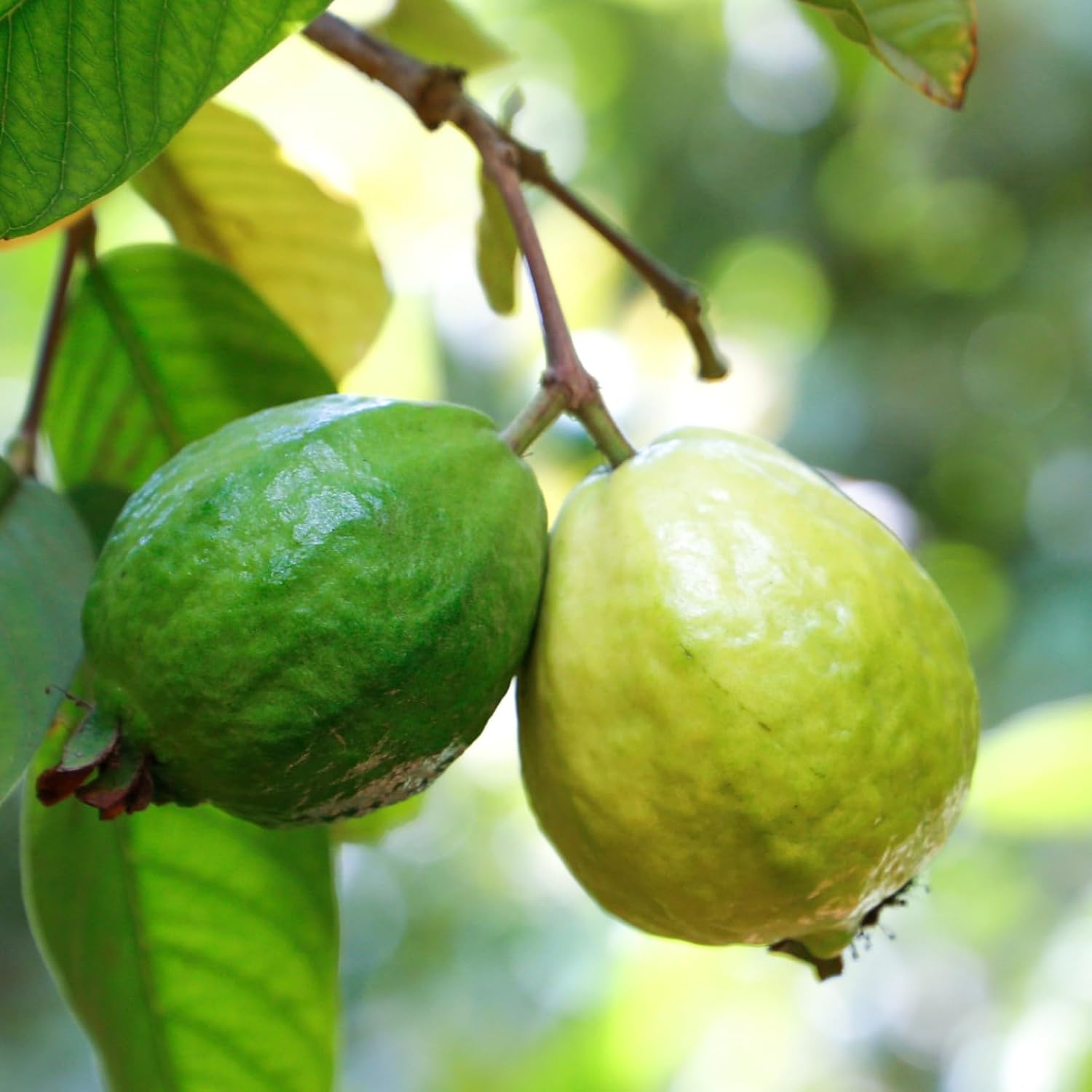 Indian Gardens – White Guava Live Plant | Healthy Fruit Plant for Home & Garden | Sweet, High Yield Variety | Fast Growing Plant with 4 inch Pot