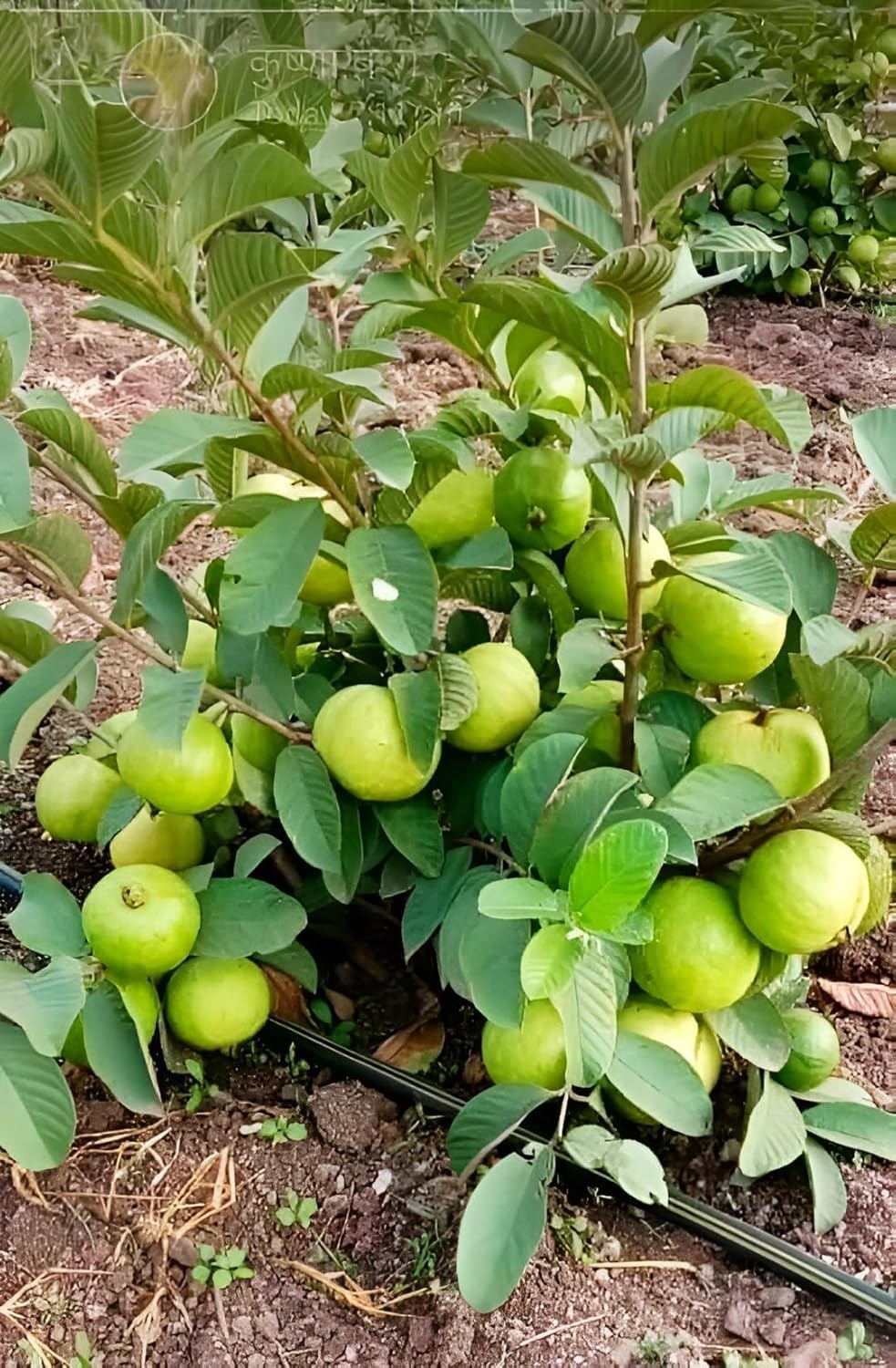 XC High Yield Hybrid All Seasons Guava Fruit Tree Live Plant for Home Kitchen Terrace Garden Amrood Ka Podha Amrud Phal Ka Paudha Outdoor