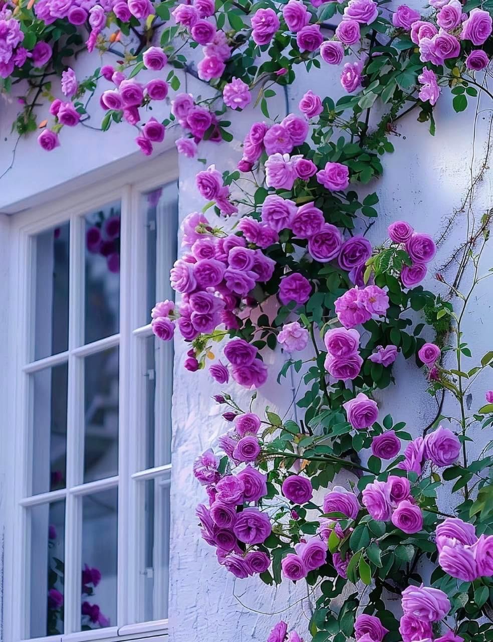 Imported Climbing Rose Flower seeds for Home and Kitchen Gardening Pack 80 to 100 seeds (MIXEDCOLOR SHADE-3)