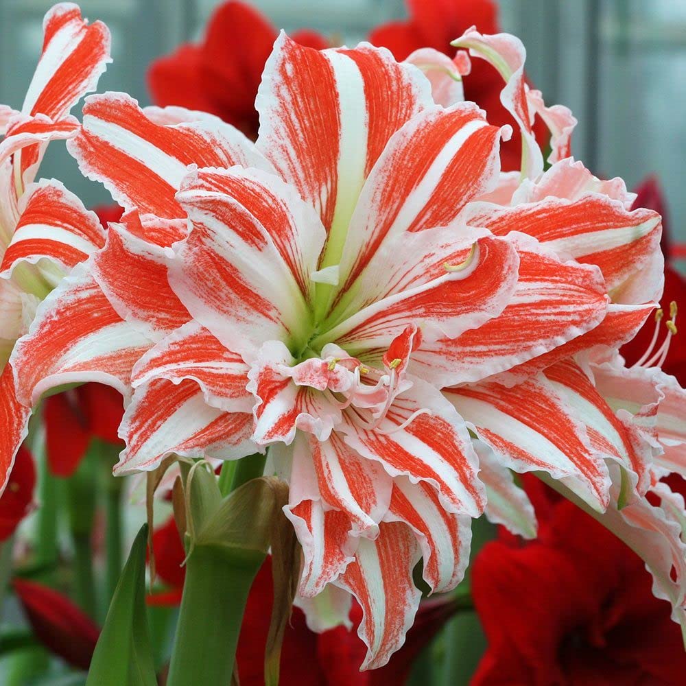 Hybrid All Season Flower Seeds For Home Garden - 30 Seeds Eco Pack (Rainbow Chrysanthemum Seeds) - Seeds Ville