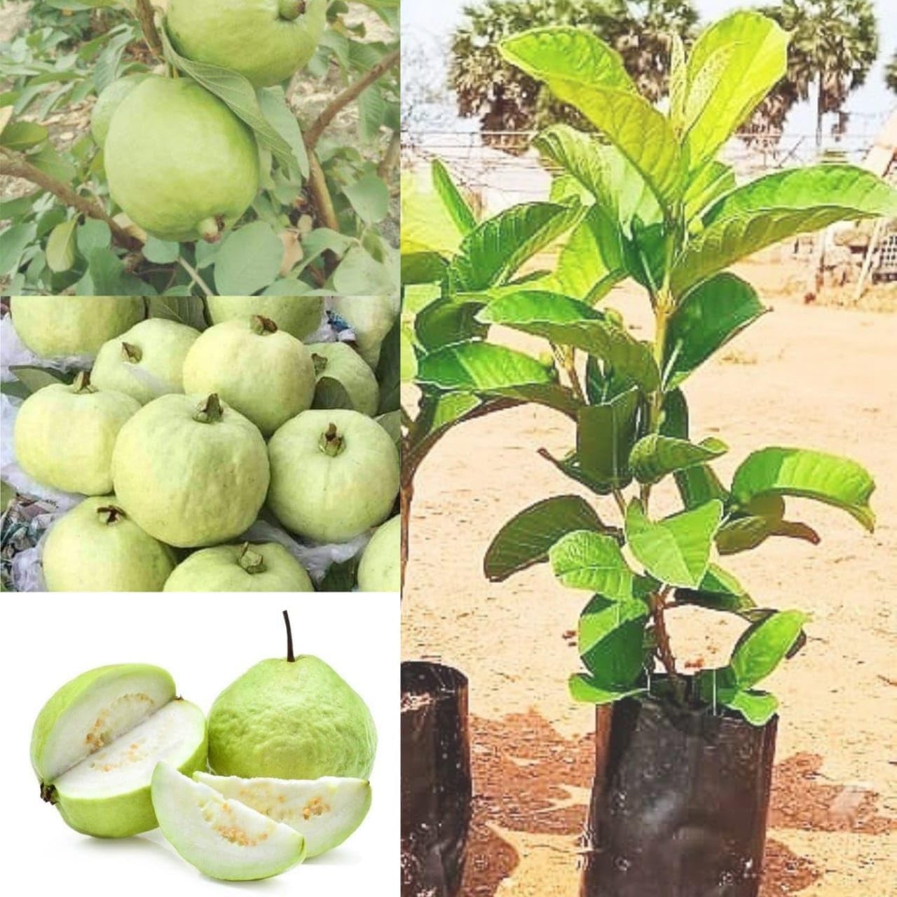 Gurveplantationi Potted Guava Plant Live Fruit Tree, Multiple Varieties (Pack of 1) (Apple Guava Plant) - Seeds Ville