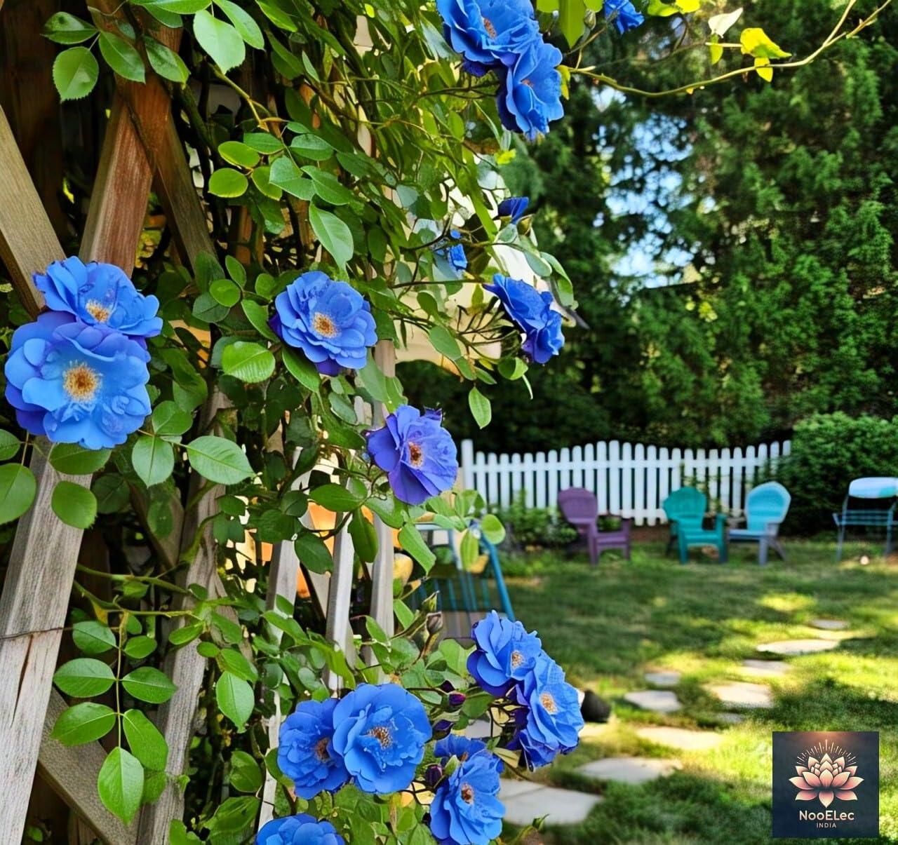 Climbing Rose Flower Seeds, 60 Seeds Pack - Hybrid, Year-Round Blooms, Minimal Care (MIX) - Seeds Ville