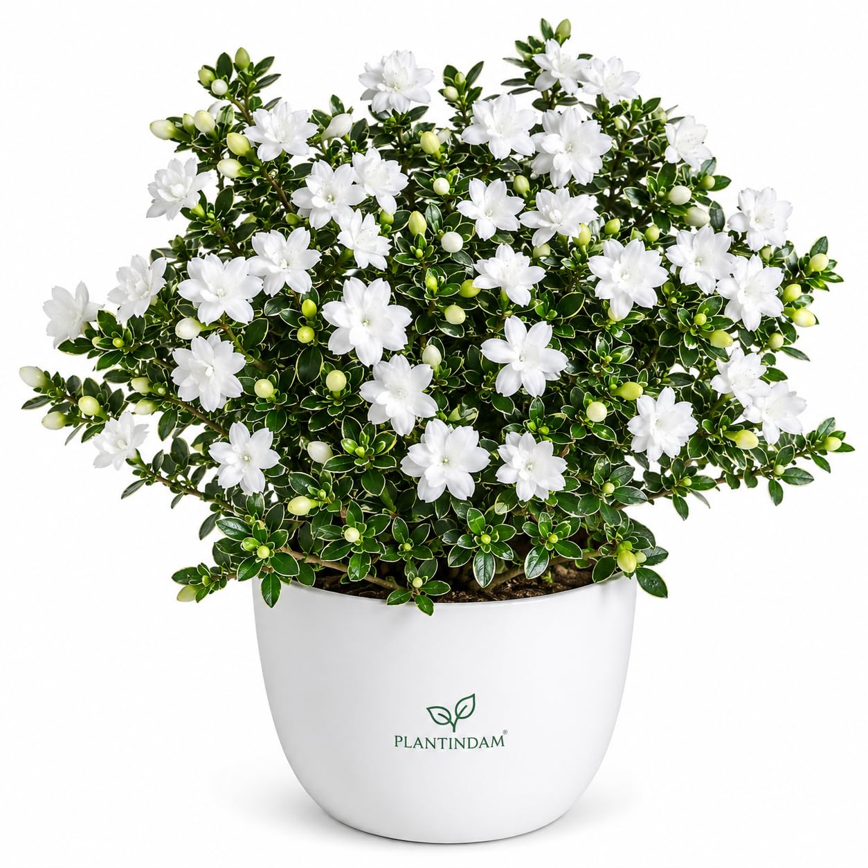 Seeds Ville Snow Rose Live Plant in Pot White 30cm