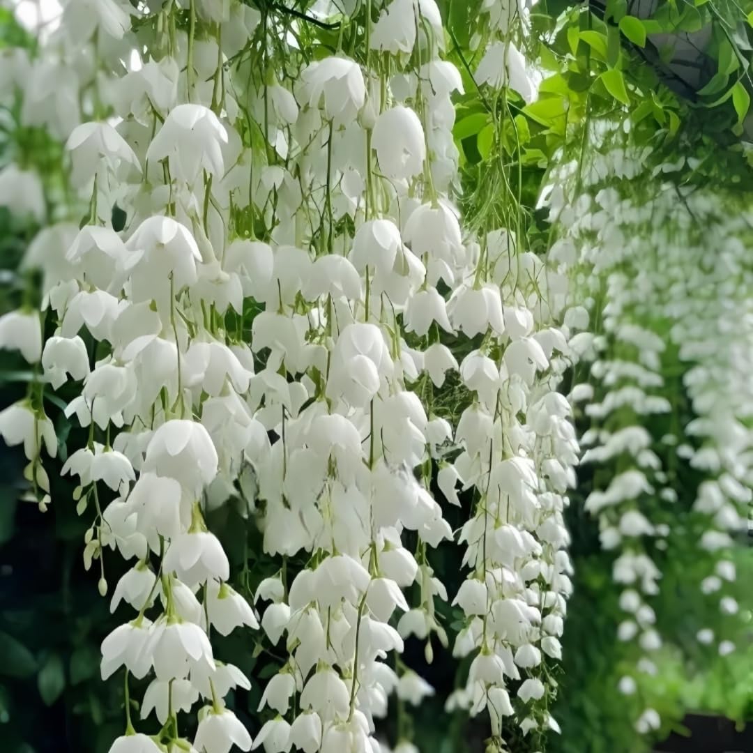 Weeping Jasmine Seeds (300 PCS) – Fragrant Cascading White Flowers, Climbing & Trailing Ornamental Vine, Non-GMO Flower Seeds for Garden, Balcony & Pergola Planting