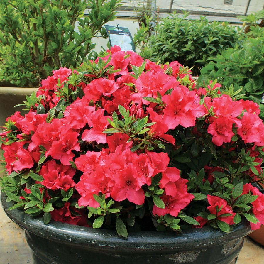 Seeds Ville Red Azalea Flowering Live Plant for Home Garden