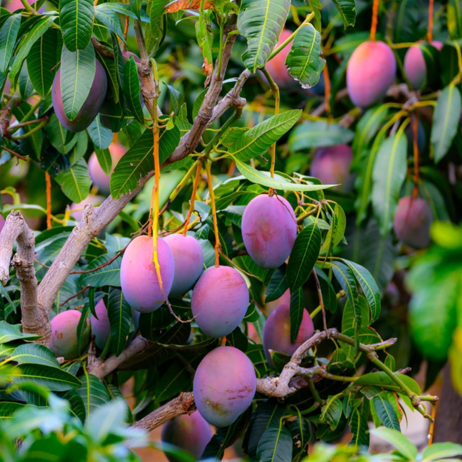 Purple Japanese Miyazaki Mango Plant Original Grafted Fruit Tree Height 1.5-3 Feet Plant Hybrid Plant Fruit In Just 2-3 Years Perfect For Home Gardens Mango Tree Taiyo No Tamago Eggs Of Sun
