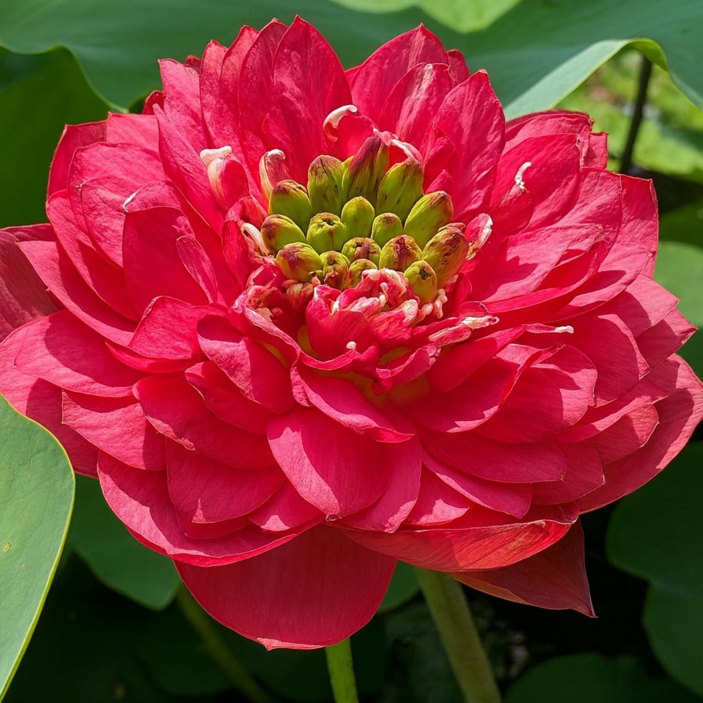 Lotus live plant | Rare plant | Original color guarantee plant | Indoor & Outdoor Live plant (Code 32)