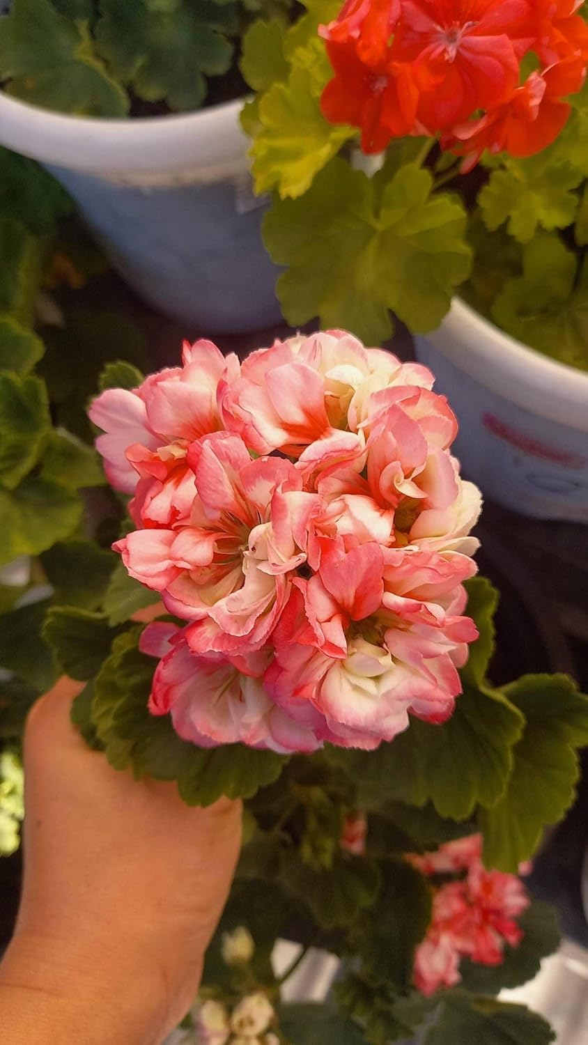 Ritz Farming® Geranium Flower Seeds for Your Home and Gardening Pack of 50 to 70 seeds (PINK SHADED)