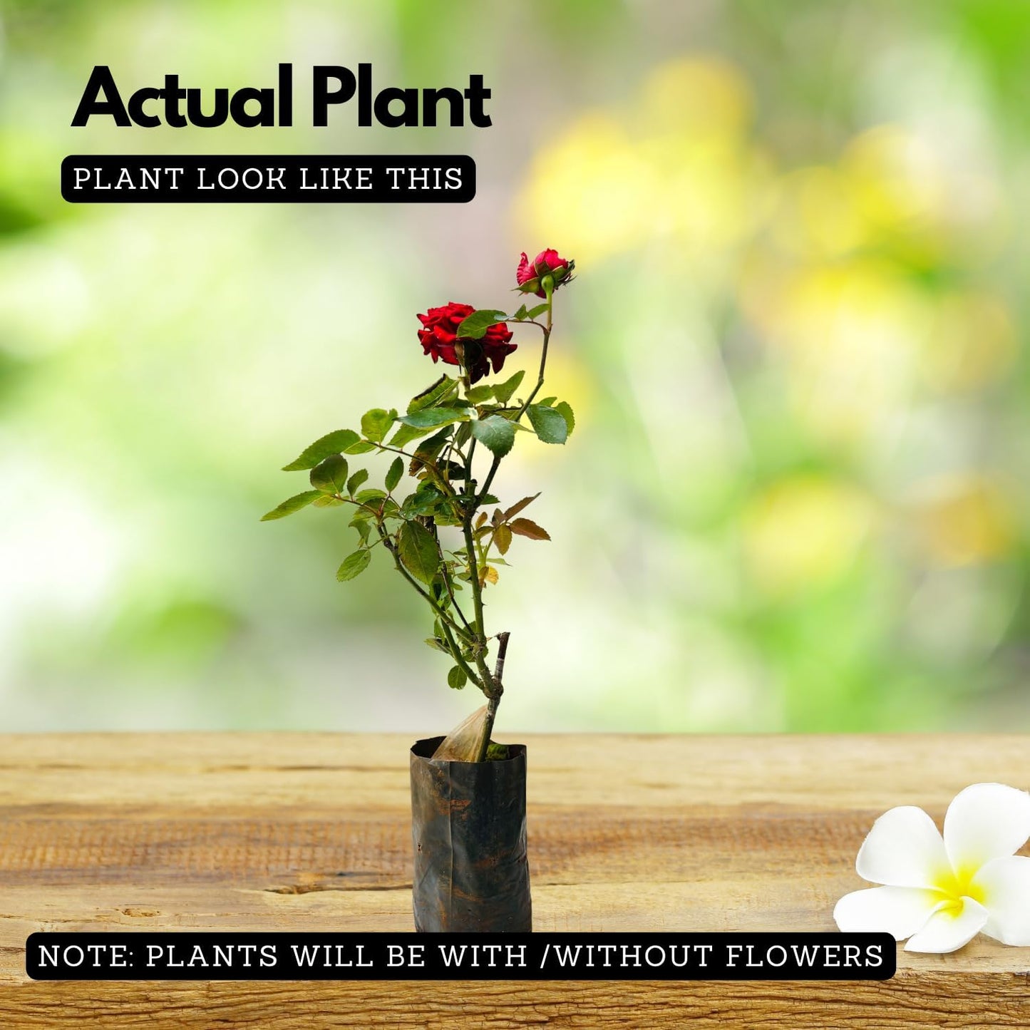 PlantyGO Rare Imported Live Blueberry Fruit Plant with Black Plastic Pot – Sweet & Juicy Blueberry Bush for Home Garden, Balcony, and Indoor Gardening