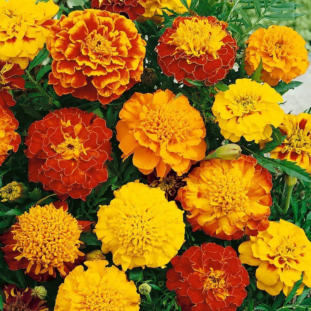 1000+ Seeds- Tagetes Patula French Marigold Garden Flower Seed Mix - Jumbo Pack - Seeds Ville
