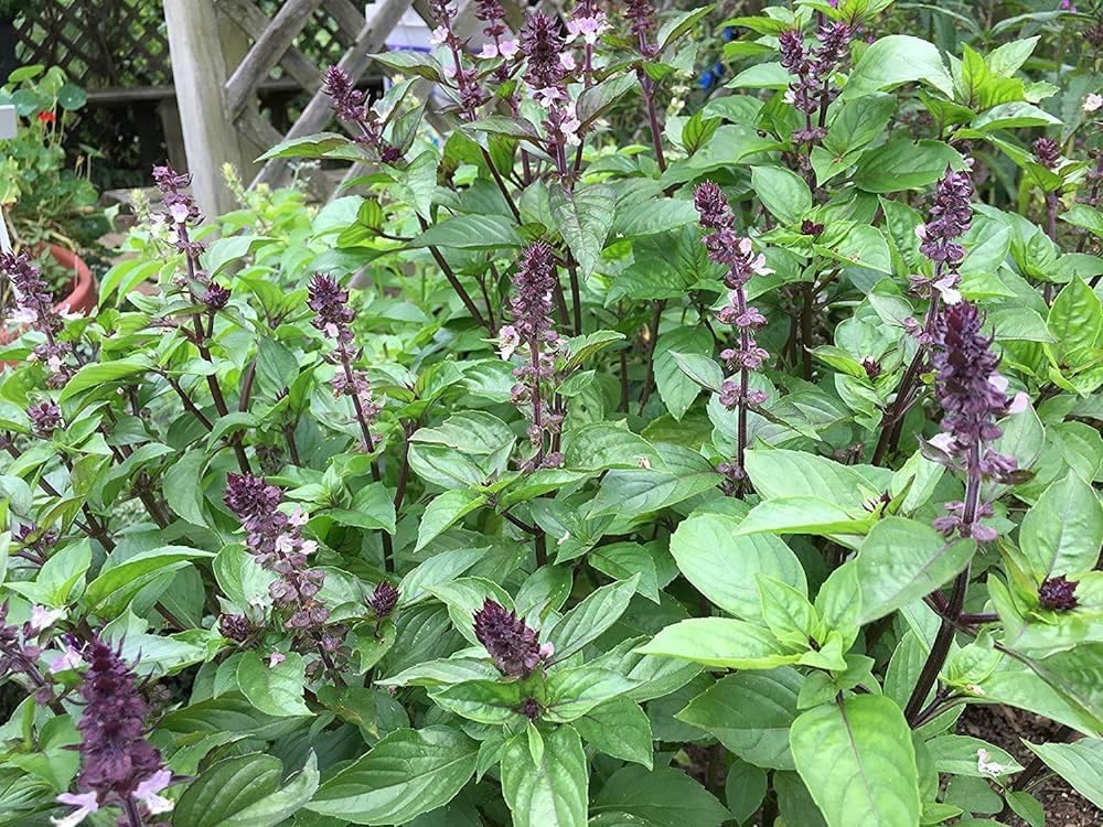 Bigreen Live Lavender Plant with Pot | Aromatic Shrub plants for Home Garden, Balcony, Indoor & Outdoor Décor | Year-Round Purple Blooms | Low-Maintenance, Sun-Loving Herb