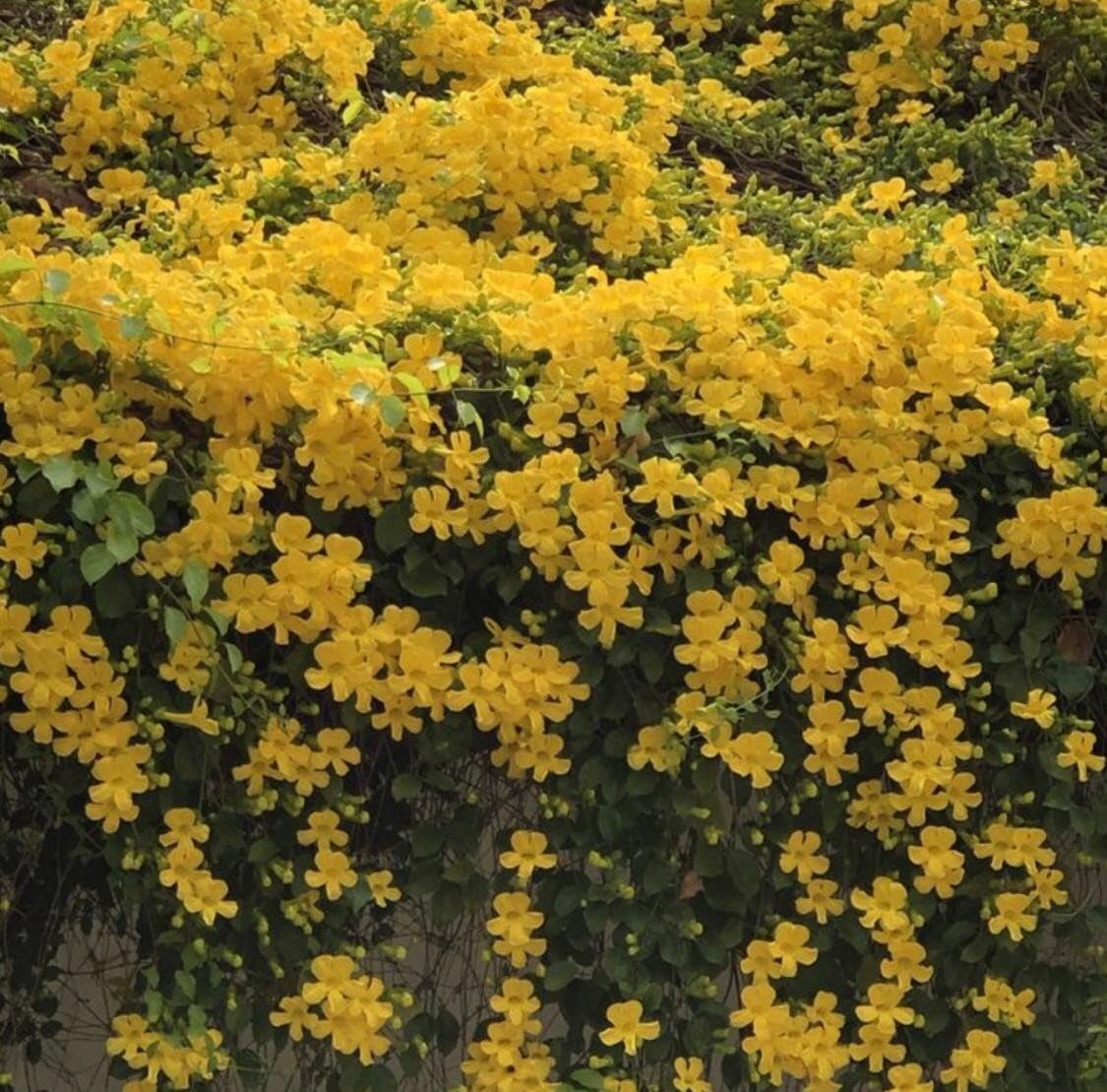 Cat's Claw Live Creeper Flower Plant | Hybrid Plant | Cat's Claw Flowering Wall Creeper | Vibrant Yellow Flowering Wall Creeper for Outdoor Garden | (Dolichandra Unguis-Cati) |Bloom Yard