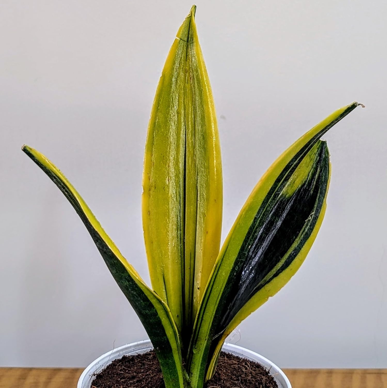 Little Jungle Sansevieria Flame - Live Plant with 5.5 Inches White Decor Pot | Indoor Plants For Home | Snake Plant | Live Plants Indoor | Air Purifying Plant | Live Plant With Pot For Home Decor |