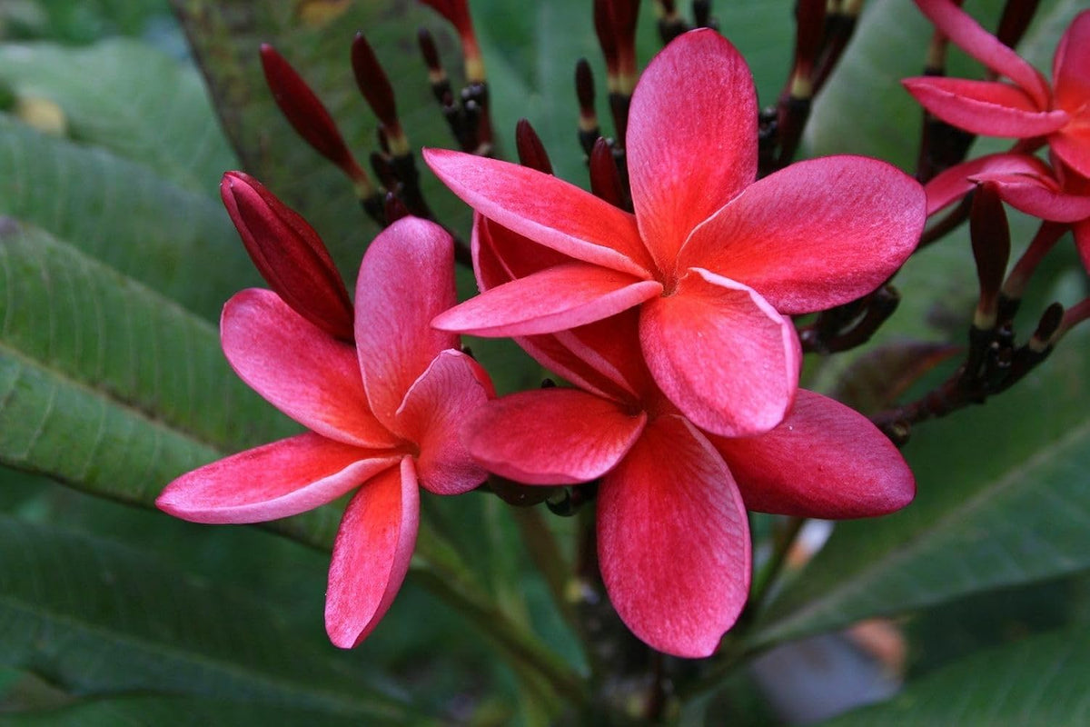 Seeds Ville Rare Red Plumeria Live Plant Pack of 1