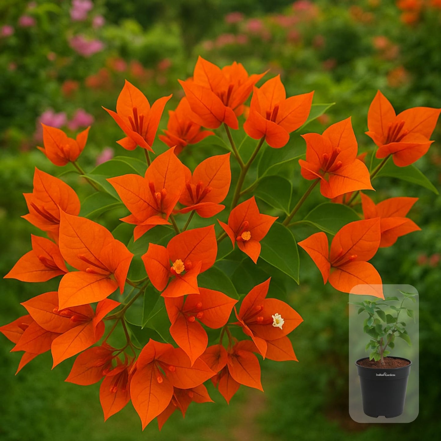 Indian Gardens - Bougainvillea Glabra live plant | Indoor & Outdoor Plant | Nyctaginaceae | Paper Flower (Yellow, 6" Terracotta)