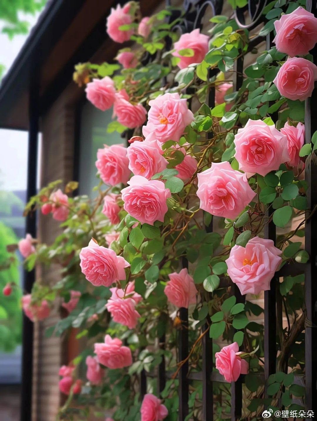 Imported Climbing Rose Flower seeds for Home and Kitchen Gardening Pack 80 to 100 seeds (MIXEDCOLOR SHADE-3)