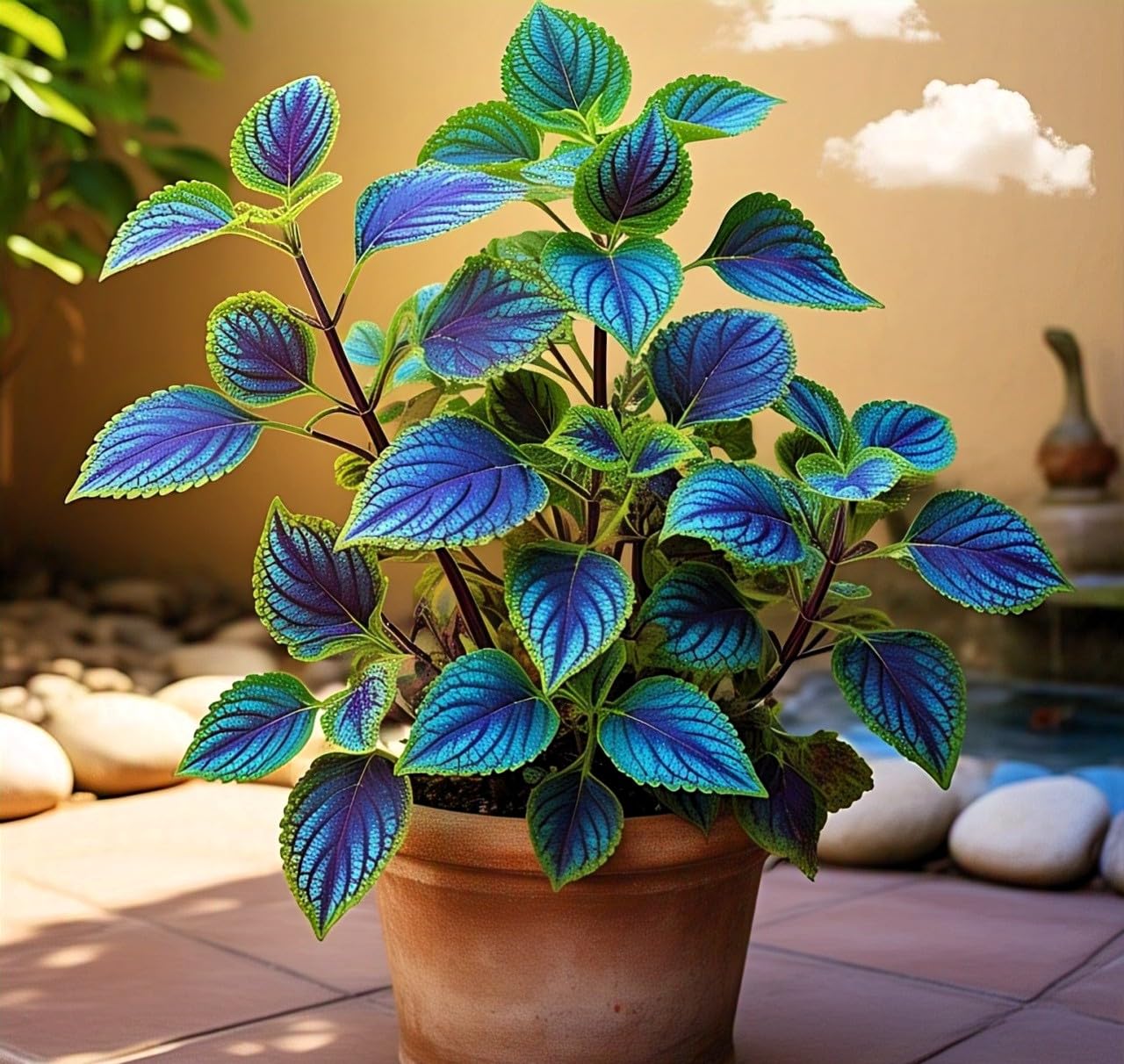 60+ Seeds- All Seasons Blue Mini Coleus Plant Seeds For Home Garden- Grow Indoor & Outdoor. - Seeds Ville
