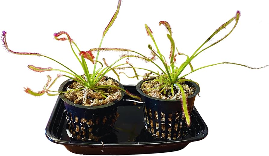 Set of Two Live Cape Sundew Carnivorous Plants with Kit