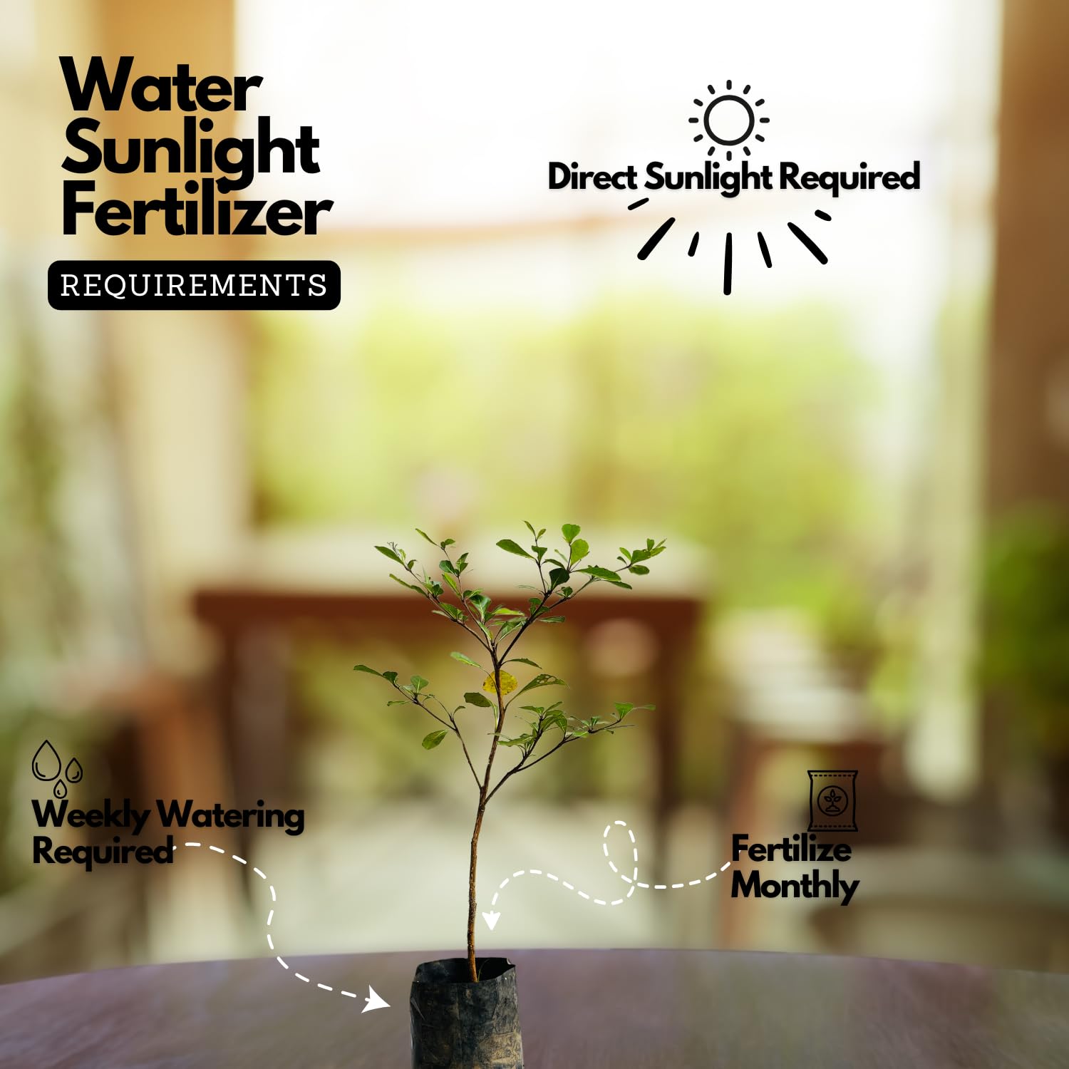 Hug A Plant |Terminalia Green Ornamental Live Plant (Home & Garden)