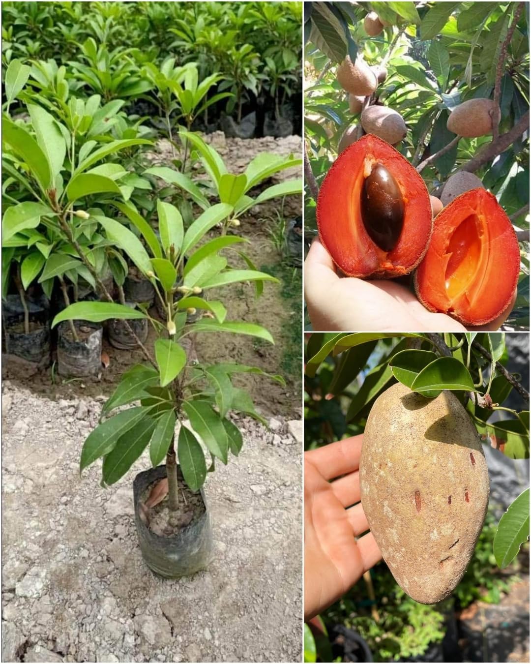 Dishita Go Green - Live Fruit Plants (Jackfruit Vietnam Super Early 1 Year Fruiting Variety - Ayur Jack Varikka Katahal Chakka Fruit Grafted Live Plant & Tree (1-1.5Ft Size))