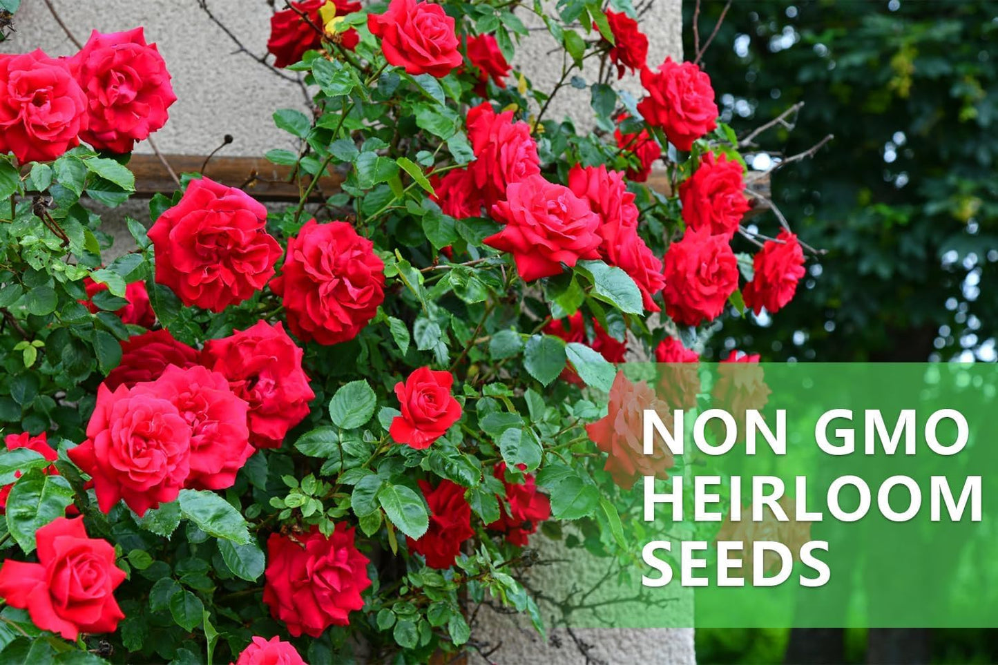 All Mix Imported Climbing Rose Seeds Perennial Super Fragrance Rose flower (45+ Seeds Pack) With Free 50g Seed Growing Mix | Flower Seeds for Home and Kitchen Gardening