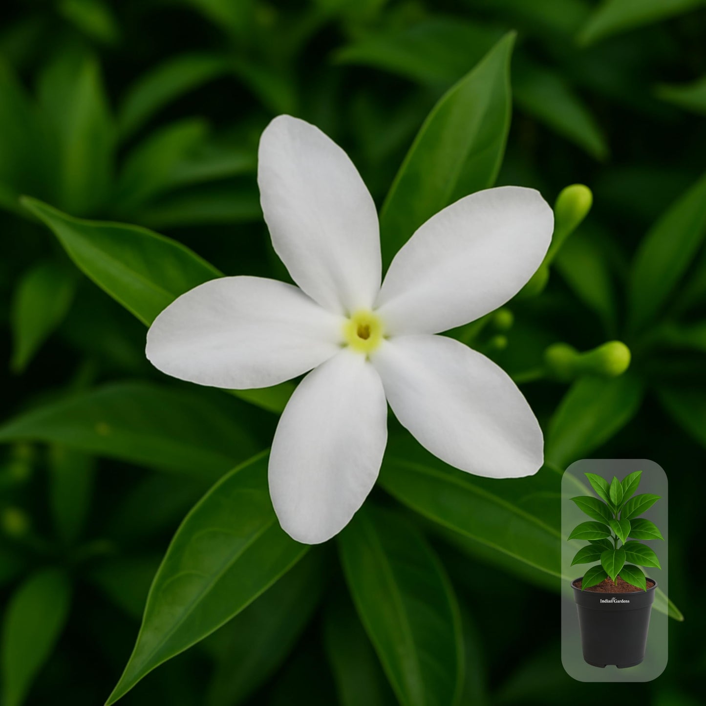 Indian gardens - Nanthiyavattai | Nerium Jasmine | Crape jasmine | Pinwheel Flower | Outdoor Live plants (Moon, 6 Inch White)