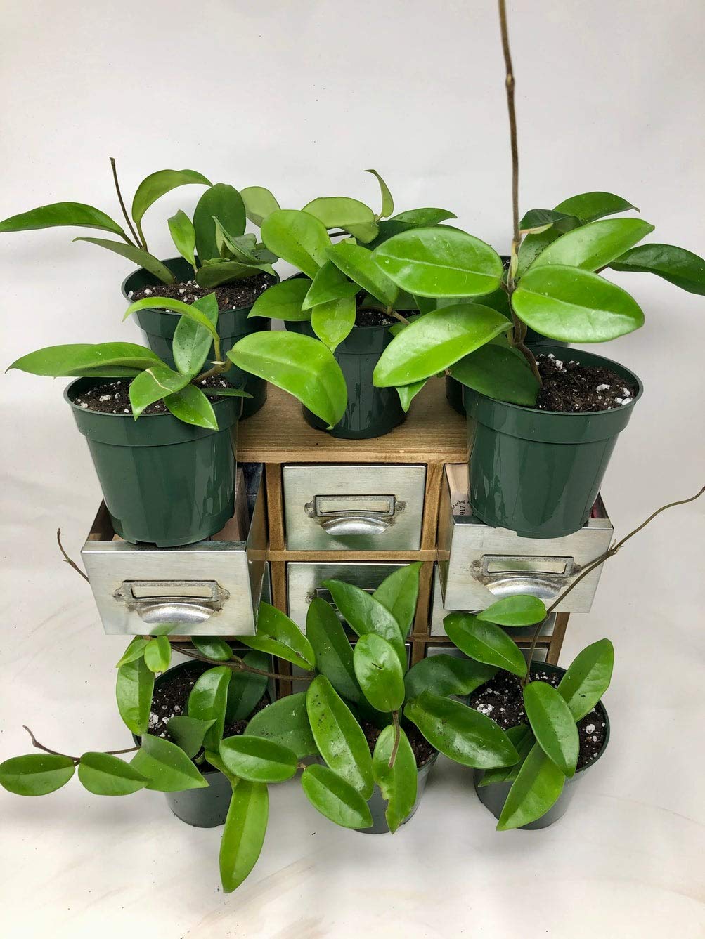 Seeds Ville Hoya Pubicalyx Wax Plant Red Buttons Live Indoor