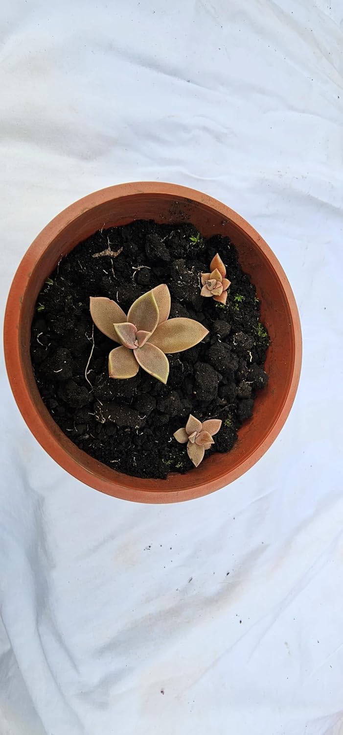 KATASHA KODAIKANAL Organic Echeveria Plant – Live Hardy Succulent – Low Maintenance, Drought-Resistant & Air-Purifying – Perfect for Home, Office & Garden Décor