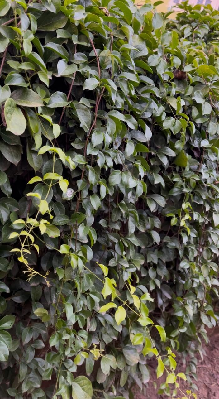 Cat's Claw Live Creeper Flower Plant | Hybrid Plant | Cat's Claw Flowering Wall Creeper | Vibrant Yellow Flowering Wall Creeper for Outdoor Garden | (Dolichandra Unguis-Cati) |Bloom Yard