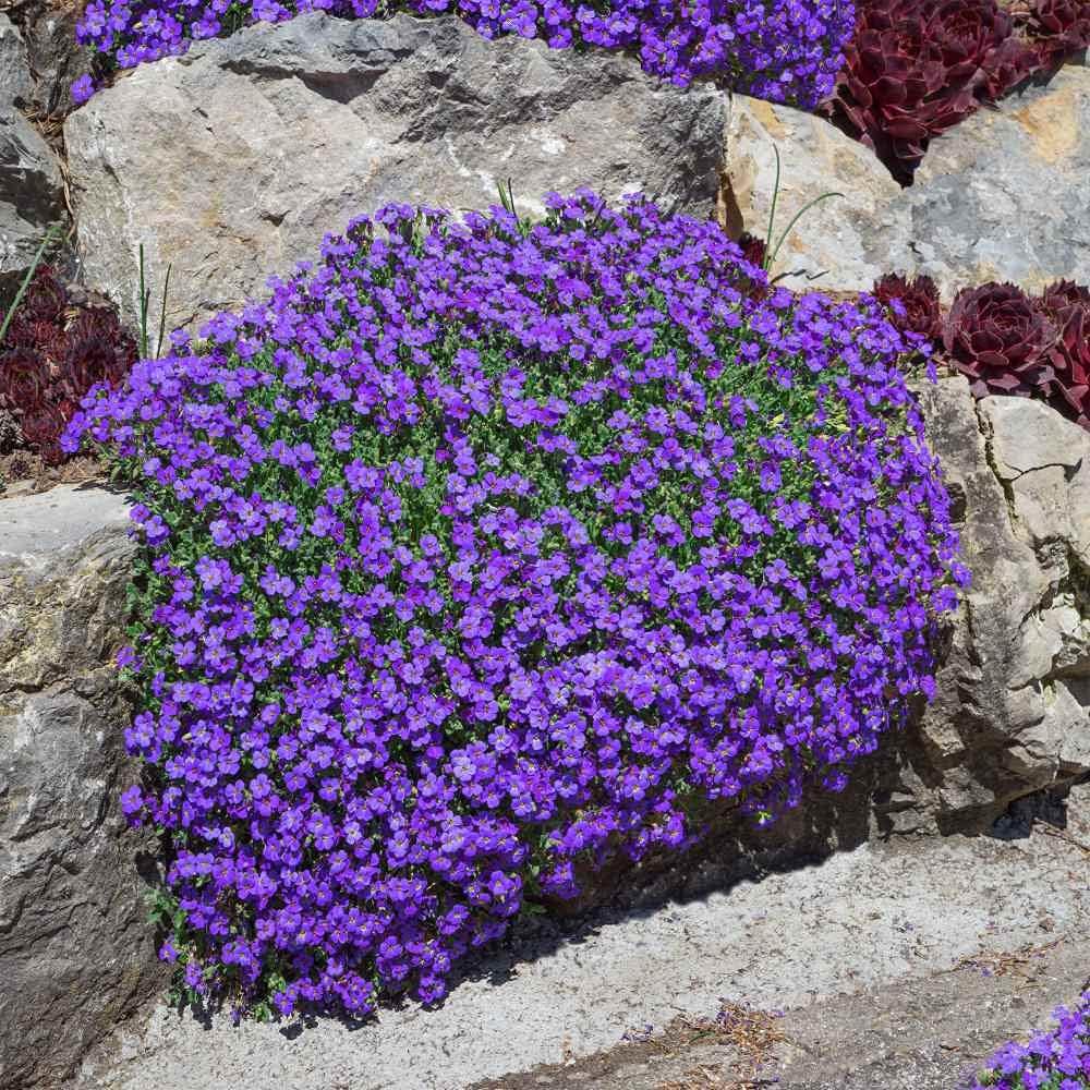 50 Aubrieta False Rock Cress Seeds - Purple & Lilac Ground Cover Blend - Non-GMO Aubrieta Hybrida Perennial Flower Seeds for Planting, Grow All Year Round