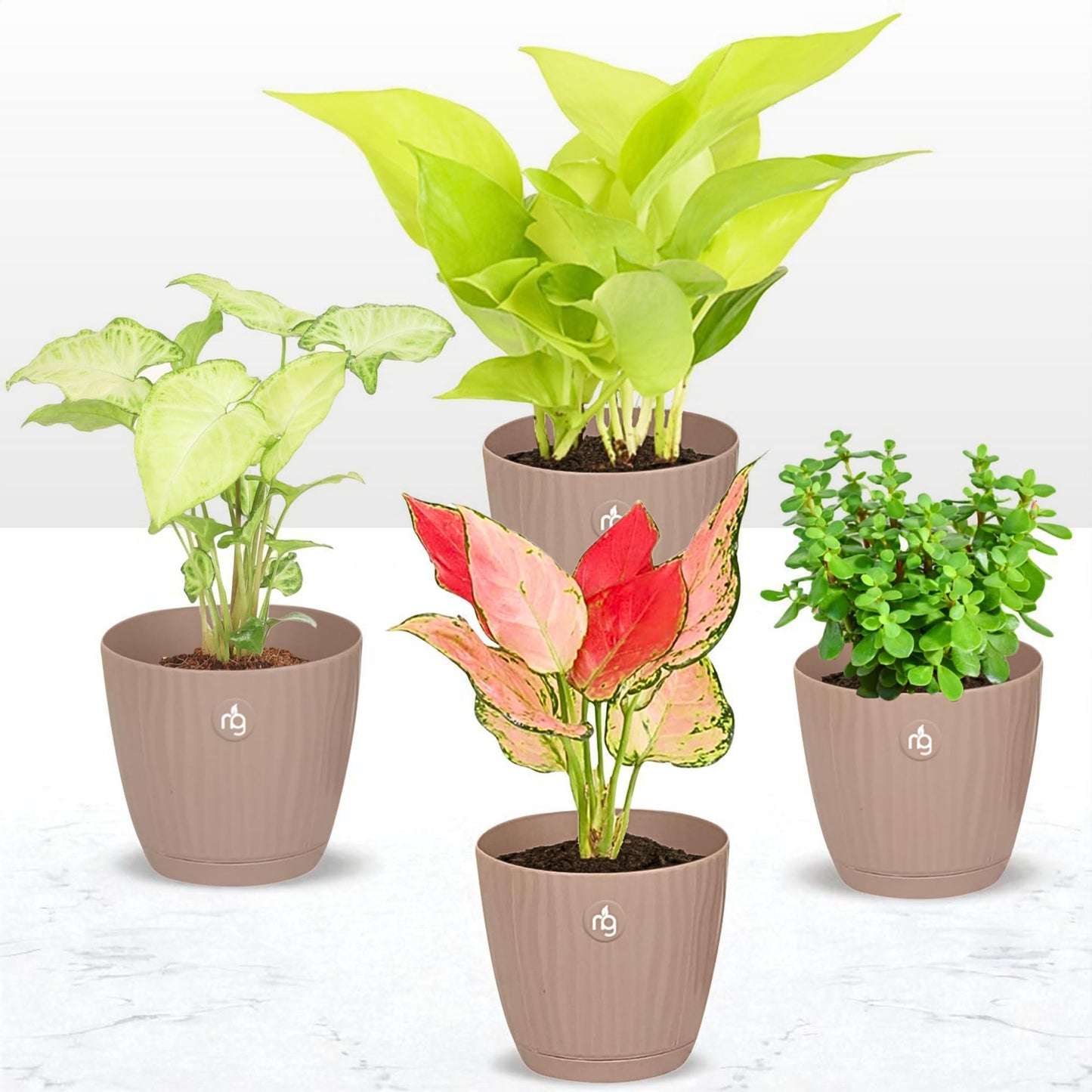 Nurturing Green® Combo of 2 Live Indoor Plants (Aglaonema Lady Valentine & Syngonium Pink) in Ivory Self Watering Pots