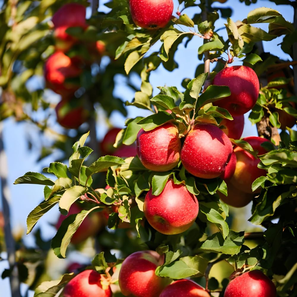 Seeds Ville HRMN-99 Grafted Live Apple Plant for Hot Weather
