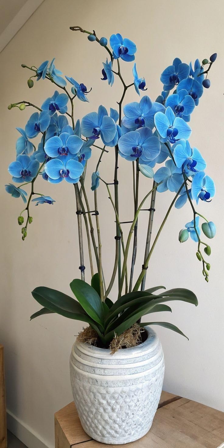 Seeds Ville Assorted Orchid Live Plants Pack of 4
