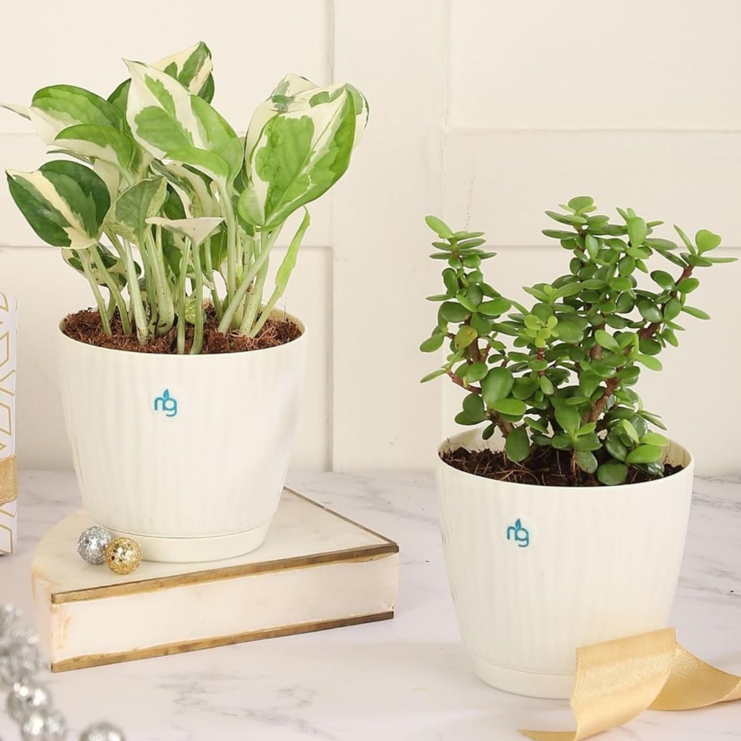 Nurturing Green® Combo of 2 Live Indoor Plants (Aglaonema Lady Valentine & Syngonium Pink) in Ivory Self Watering Pots