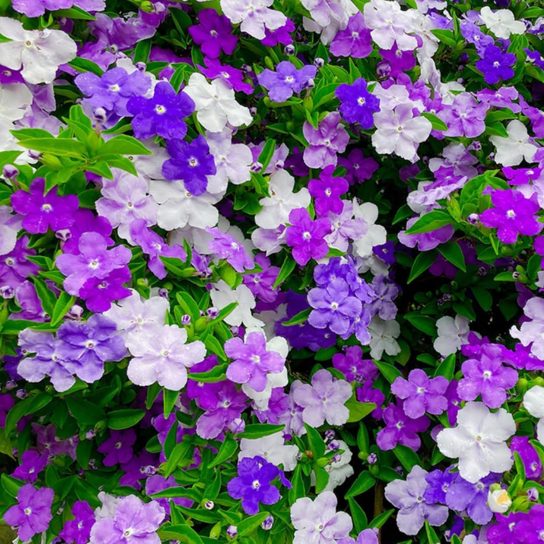 Seeds Ville Yesterday Today Tomorrow Live Fragrant Flower Plant