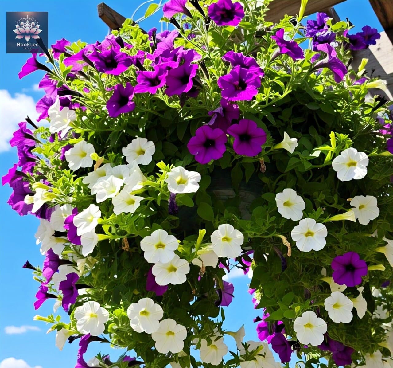 NooElec Seeds India Hybrid Hanging Petunia Flower Seeds - 300 Pcs, Mixed Colors, All-Year Blooms - Seeds Ville