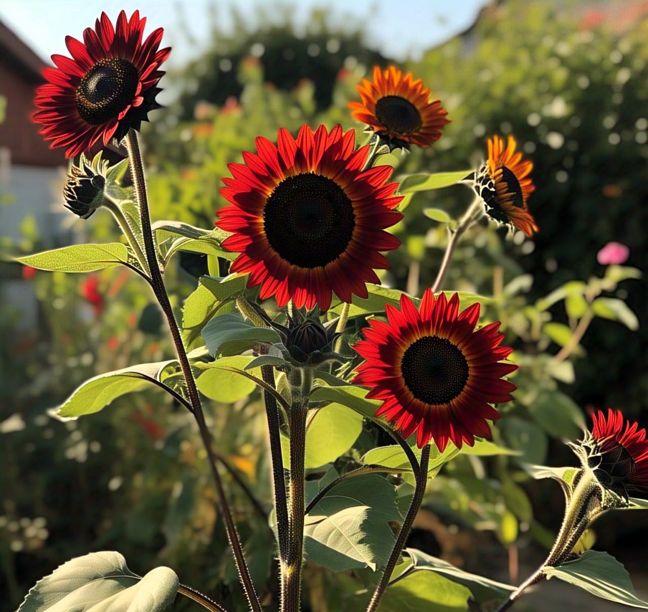 100 Multi-Headed Red Sunflower Hybrid Seeds - Hybrid, Low Maintenance, Grow Year Round - All India - Seeds Ville