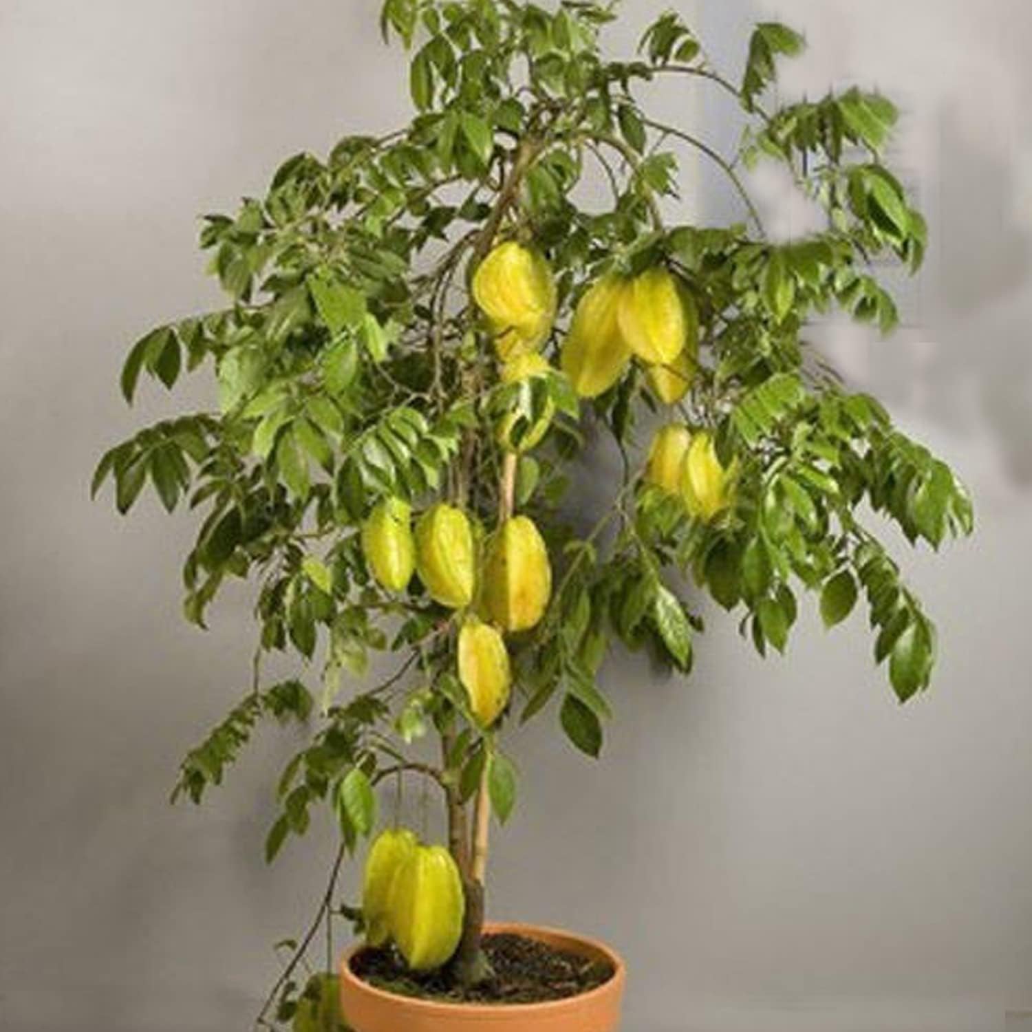 Seeds Ville Starfruit Plant Grafted Sweet Carambola Indonesia Variety 1-2ft