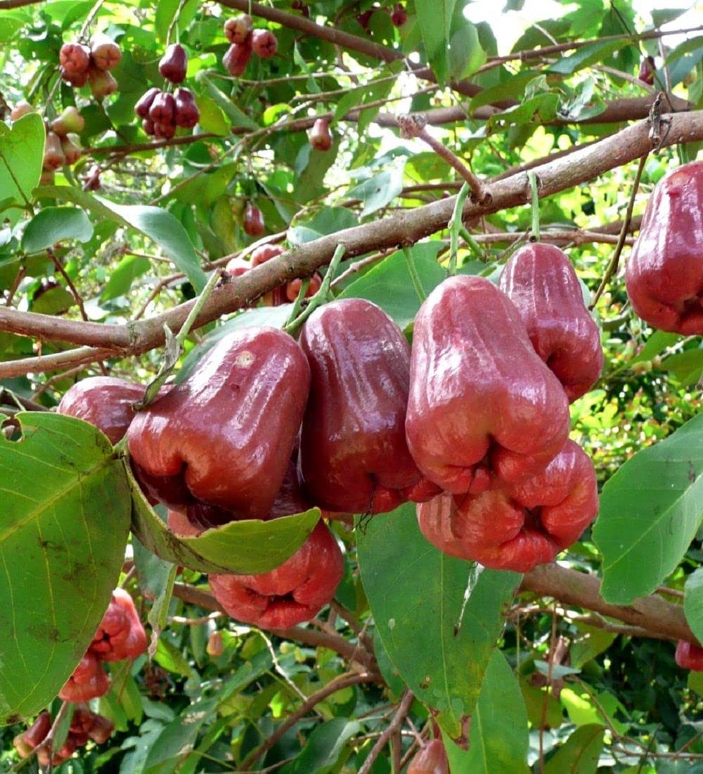 Sweet Red Water Apple Plant Big Size(400-450 GM) Thai Variety Healthy Live Plant Pack of 1 (Fruit After 1 Year)